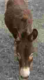 Low quality donkey
